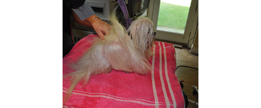 A Maltese in Full Coat